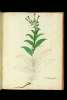  Fol. 104 

Nicotiana angustifolia.